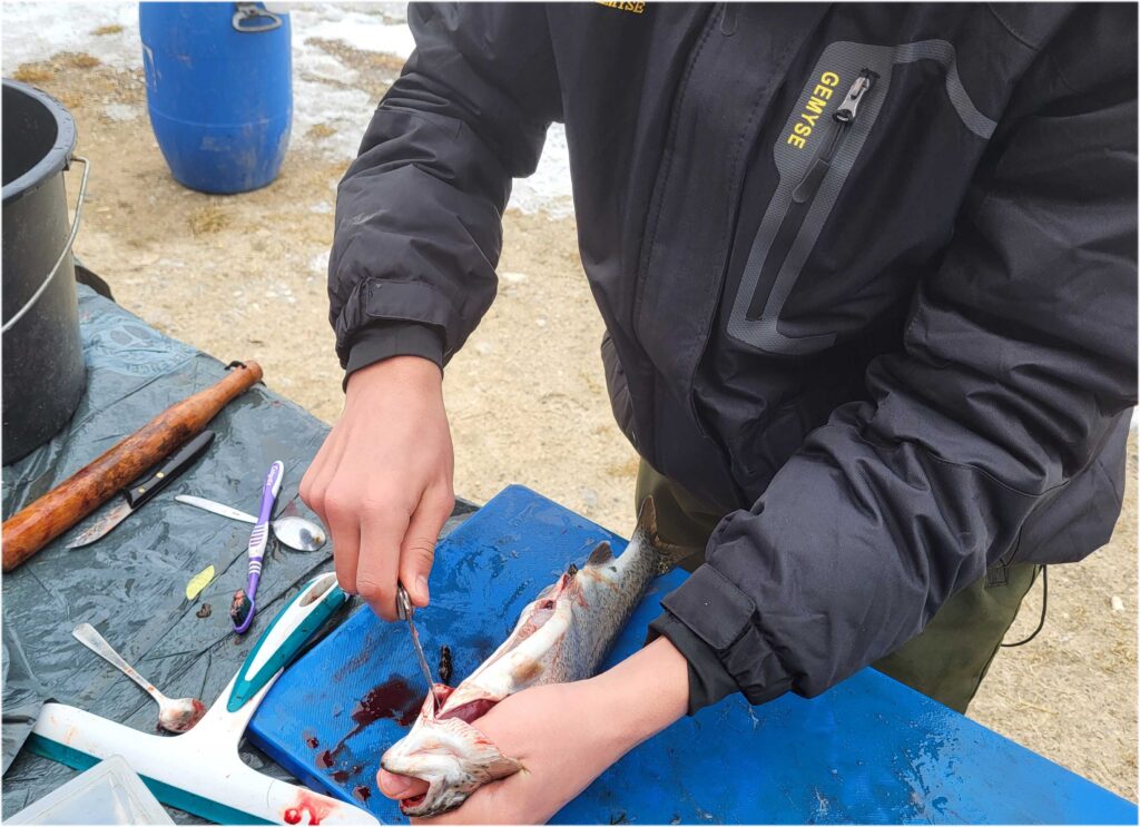 Schlachten des selbst gefangenen Fisches
